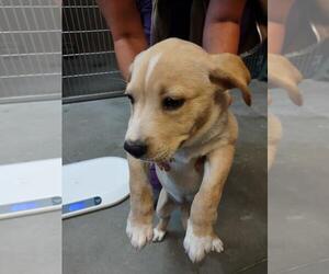 Catahoula Leopard Dog-Unknown Mix Dogs for adoption in Santa Cruz, CA, USA