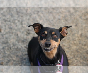German Pinscher Dogs for adoption in Santa Cruz, CA, USA