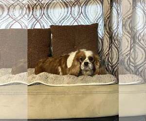 Cavalier King Charles Spaniel Dogs for adoption in HOPKINSVILLE/PRINCETON, KY, NH, USA