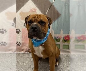 Bullmastiff-Unknown Mix Dogs for adoption in Henderson, NV, USA