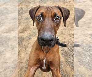 Labrador Retriever-Rhodesian Ridgeback Mix Dogs for adoption in Dallas, TX, USA