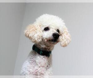 Poodle (Miniature) Dogs for adoption in Eden Prairie, MN, USA