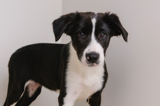 Border-Aussie Dogs for adoption in Eden Prairie, MN, USA
