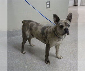French Bulldog-Unknown Mix Dogs for adoption in Pasadena, TX, USA