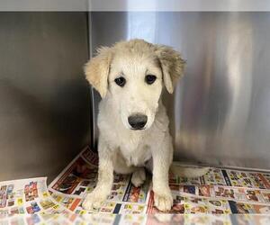 Pyrenees Border Collie Dogs for adoption in Modesto, CA, USA