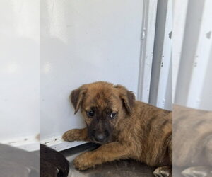 German Shepherd Dog Dogs for adoption in Stockton, CA, USA