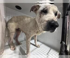 Great Pyrenees-Unknown Mix Dogs for adoption in Houston, TX, USA