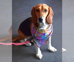 Beagle Dogs for adoption in Dunnellon, FL, USA
