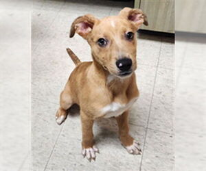 Catahoula Leopard Dog-Unknown Mix Dogs for adoption in Plano, TX, USA