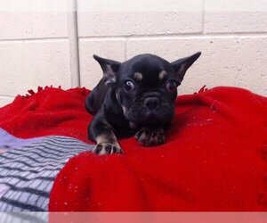 French Bulldog Dogs for adoption in Downey, CA, USA