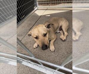 American Pit Bull Terrier-Basset Hound Mix Dogs for adoption in Woodland, CA, USA