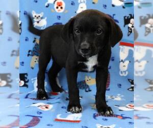 Borador Dogs for adoption in Morton Grove, IL, USA