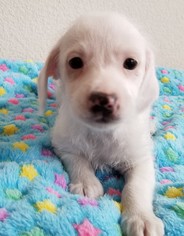 Small Jack Russell Terrier-Poodle (Toy) Mix