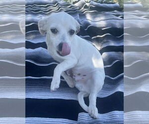 Chihuahua Dogs for adoption in Queen Creek, AZ, USA