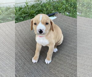 Labrador Retriever-Unknown Mix Dogs for adoption in Duluth, MN, USA