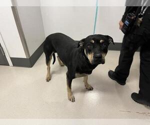 Shepweiller Dogs for adoption in Corona, CA, USA