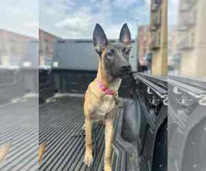 Mutt Dogs for adoption in Imlay City, MI, USA