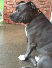 American Staffordshire Terrier Dogs for adoption in Euless, TX, USA