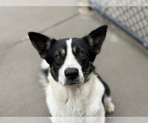 Border Collie-Unknown Mix Dogs for adoption in Tulsa, OK, USA