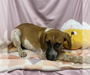 Pointer-Unknown Mix Dogs for adoption in Modesto, CA, USA
