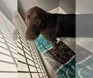 Labrador Retriever Dogs for adoption in Tallahassee, FL, USA