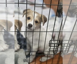 Medium Photo #1 Aussiedor Puppy For Sale in SHERBURNE, NY, USA