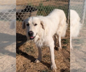Great Pyrenees Dogs for adoption in Sacramento, CA, USA