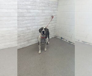 Mutt Dogs for adoption in San Bernardino, CA, USA