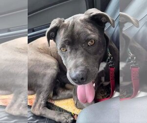 Medium Photo #1 American Pit Bull Terrier Puppy For Sale in Dana Point, CA, USA