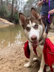 Siberian Husky Dogs for adoption in Cumming, GA, USA