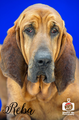 Medium Photo #1 Bloodhound Puppy For Sale in Livingston , LA, USA