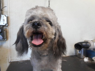 Poodle (Miniature)-Unknown Mix Dogs for adoption in Yucaipa, CA, USA