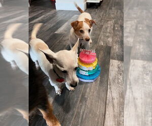 Chihuahua-Unknown Mix Dogs for adoption in Chandler, AZ, USA