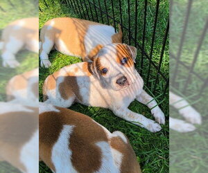 Mutt Dogs for adoption in Waterford, VA, USA