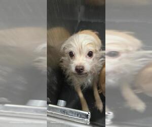 Chihuahua-Unknown Mix Dogs for adoption in San Antonio, TX, USA