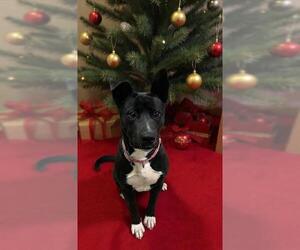 Mutt Dogs for adoption in HESPERIA, CA, USA