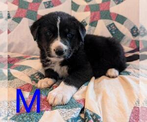Retriever -Unknown Mix Dogs for adoption in Calgary, Alberta, Canada