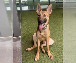 German Shepherd Dog Dogs for adoption in San Martin, CA, USA