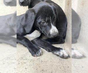 American Pit Bull Terrier-Unknown Mix Dogs for adoption in Oklahoma City, OK, USA