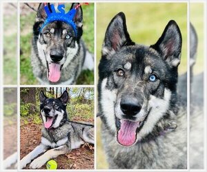 Siberian Husky Dogs for adoption in Westminster, MD, USA