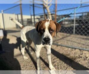 Saint Bernard Dogs for adoption in HESPERIA, CA, USA