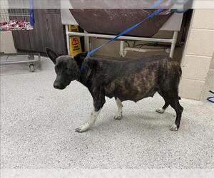 American Pit Bull Terrier-Unknown Mix Dogs for adoption in Conroe, TX, USA