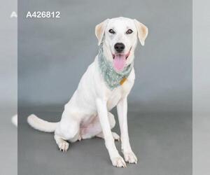Labrador Retriever-Unknown Mix Dogs for adoption in Conroe, TX, USA