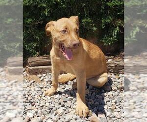 Labrador Retriever Dogs for adoption in Albuquerque, NM, USA