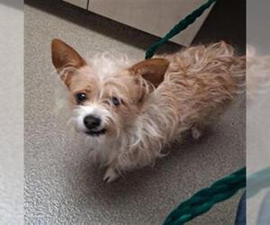 Mutt Dogs for adoption in Las Vegas, NV, USA