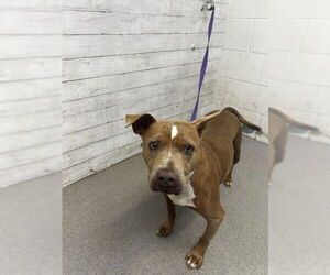 American Pit Bull Terrier Dogs for adoption in San Bernardino, CA, USA