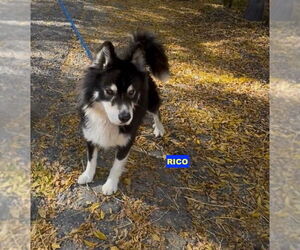 Medium Photo #1 Siberian Husky-Unknown Mix Puppy For Sale in Woodland Hills, CA, USA