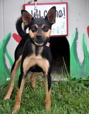 Miniature Pinscher-Unknown Mix Dogs for adoption in Northbrook, IL, USA
