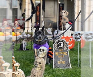 - Mix Dogs for adoption in Brooklyn Center, MN, USA