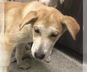 German Shepherd Dog Dogs for adoption in Conroe, TX, USA